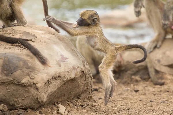 Playful young baboon looking for trouble in nature rock — Stock Photo, Image