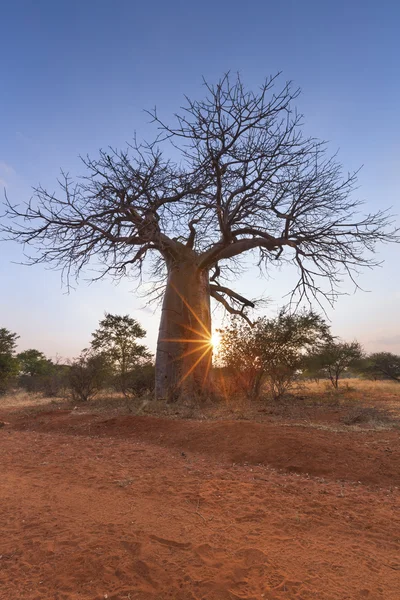 Baobab duże drzewo bez liści wschód z jasne niebo — Zdjęcie stockowe