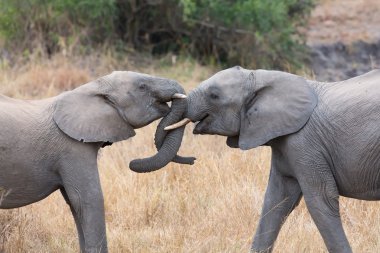Two elephant greet with curling and touching trunks clipart