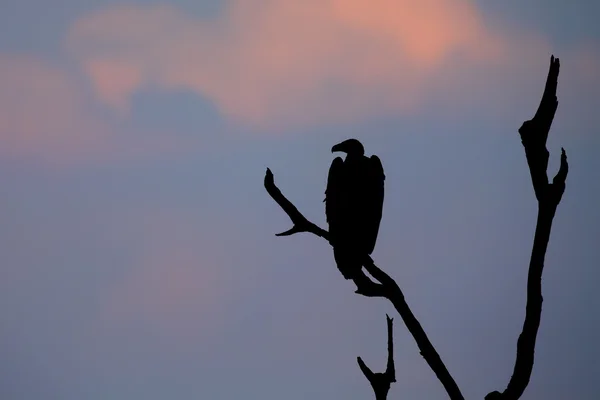 Silhouette eines Geiers mit weißem Rücken, der bei Sonnenaufgang in einem toten Baum sitzt — Stockfoto