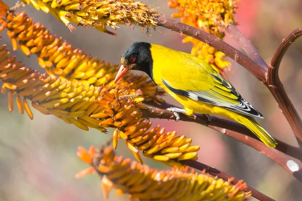 Ontbreken-headed oriole zittend op gele Aloë Vang bij Stockfoto