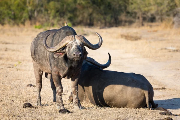 Dos búfalos del Cabo cansados se tumbaron sobre hierba marrón para descansar —  Fotos de Stock