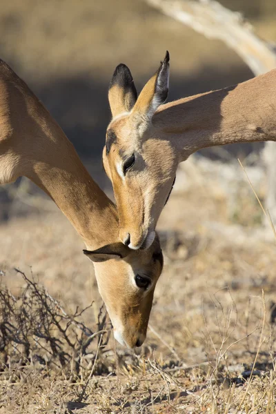 Impala doe nibble the ear of her mother strengthen family bond — Stock Photo, Image