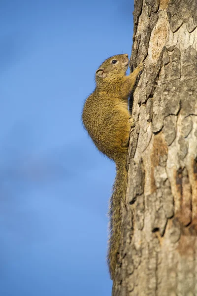 Esquilo de árvore sentado no lado do tronco seco — Fotografia de Stock