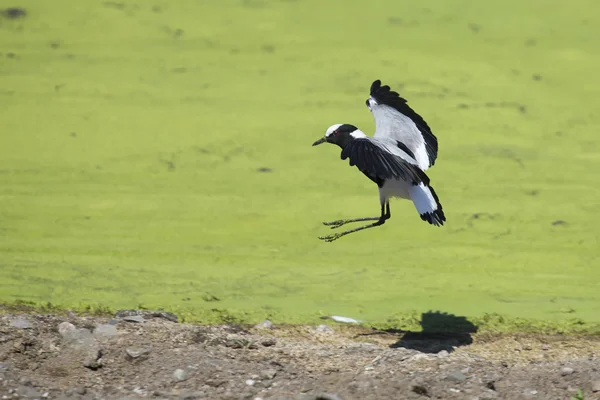 Acrobatic blacksmith plover landing on the shore of lake covered — Stock Photo, Image