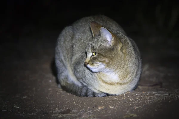 躺在地上在聚光灯下的非洲野生猫科动物 — 图库照片