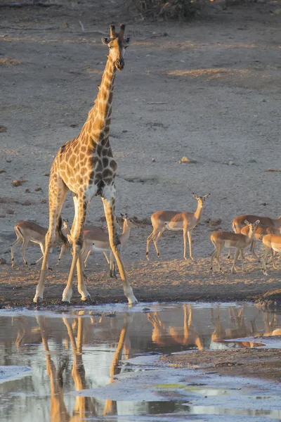 Lone giraffe drinking water at a pond in late afternoon — Stock Photo, Image