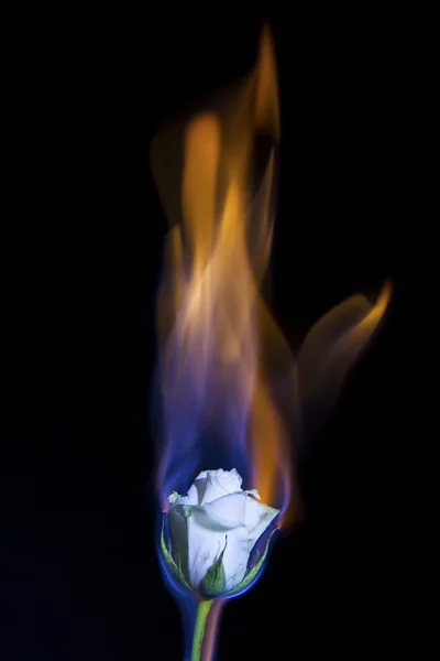 White rose on fire but not burning out with black background — Stock Photo, Image