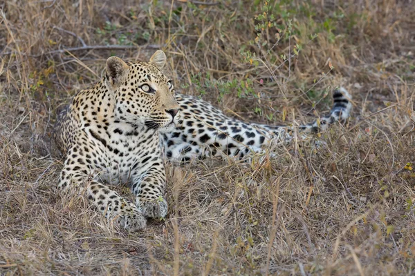 Leopardo se acostó al atardecer para descansar y relajarse —  Fotos de Stock