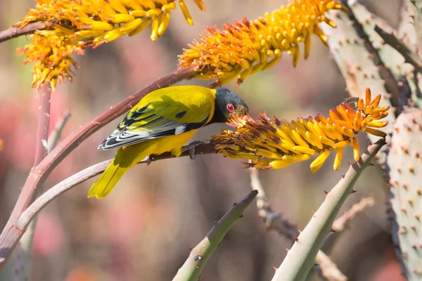 Brist-headed oriole sitter på gula aloe fånga biet — Stockfoto