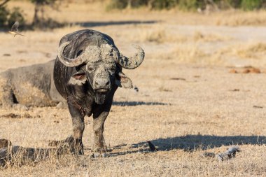 Cape buffalo ayakta olası tehlike açık ara