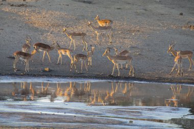 Büyük Impala içme suyu bir gölet ikindi sürüsü.