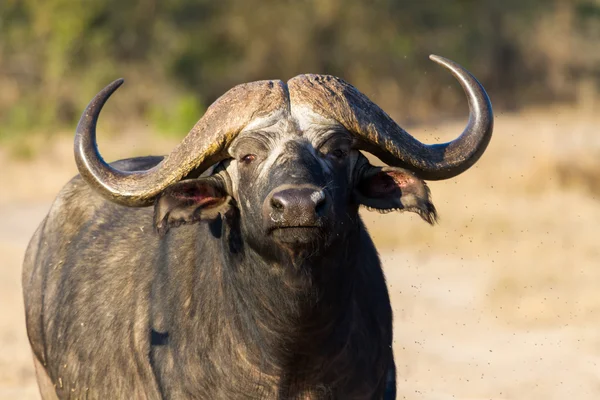 O búfalo do cabo está em busca aberta de um possível perigo. — Fotografia de Stock