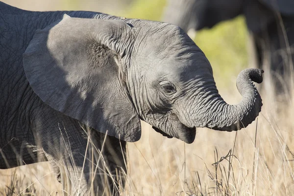 Rebaño de cría de elefante caminando comiendo en hierba marrón larga — Foto de Stock