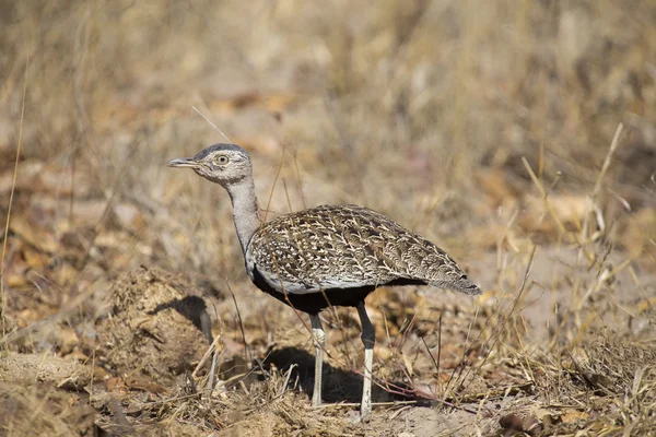 Un korhaan de cresta roja camuflado entre hierbas secas — Foto de Stock