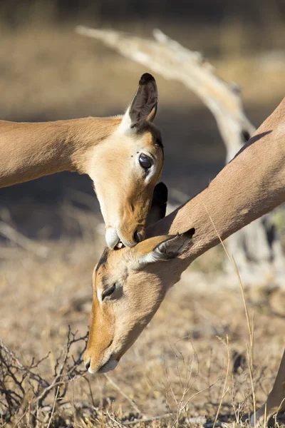 Impala doe nibble the ear of her mother strengthen family bond — Stock Photo, Image