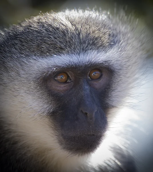 Portrait de singe vervet en gros plan avec des détails sur de longs poils du visage — Photo