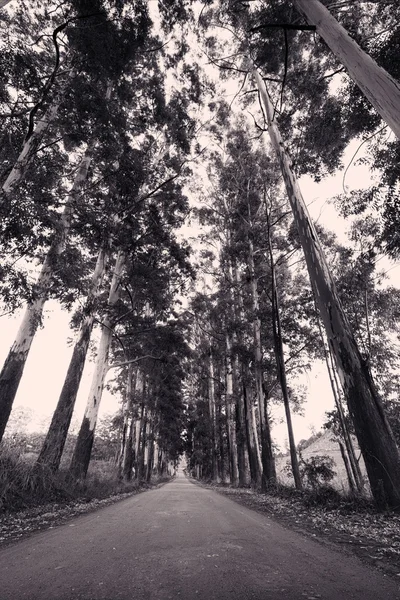 Narrow lane of eucalyptus trees on a dirt road in artistic conve — Stock Photo, Image