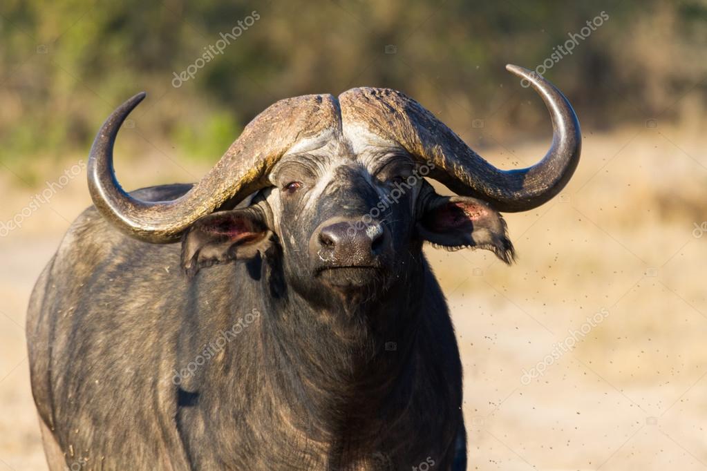 Cape buffalo standing in the open search for possible danger - Main Image