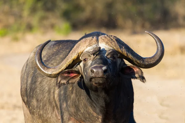 Cape buffalo στέκεται στην ανοικτή αναζήτηση για πιθανό κίνδυνο — Φωτογραφία Αρχείου