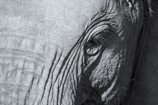 Elephant head and eye close-up  detail artistic conversion — Stock Photo, Image