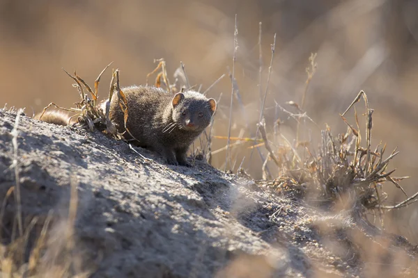 Familia pitic mongoose se bucură de siguranța vizuinei lor — Fotografie, imagine de stoc