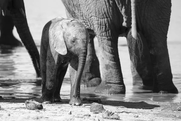 Breeding herd of elephant drinking water at small pond — Stock Photo, Image