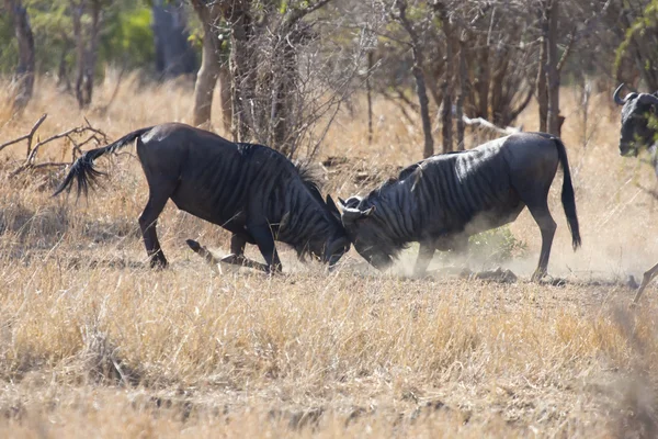 Two blue wildebeest bulls fight for dominance over the herd — Stock Photo, Image