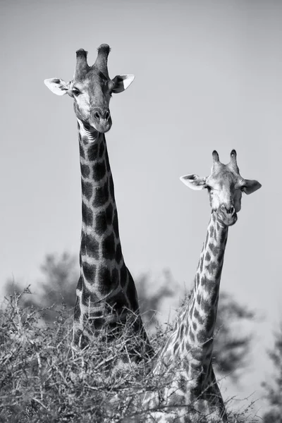 Portrait of two giraffe looking over small tree artistic convers — Stock Photo, Image