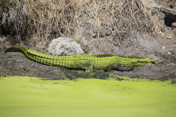 Cocodrilo cubierto de algas verdes descansan en la orilla del río —  Fotos de Stock