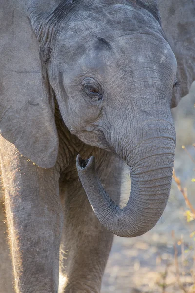 Elefant trinkt und spritzt Wasser an trockenen und heißen Tagen — Stockfoto