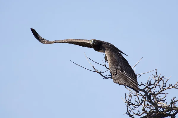 Martialischer Adler mit großen Flügeln hebt vom Baum gegen blaue s ab — Stockfoto