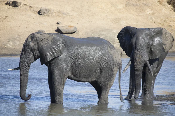 Troupeau d'éléphants jouant dans l'eau boueuse avec beaucoup de plaisir — Photo