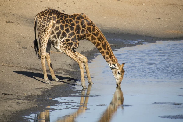 Lone giraffe drinking water at a pond in late afternoon — Stock Photo, Image