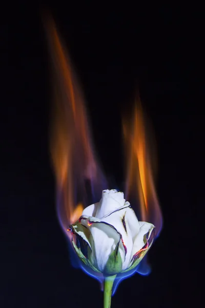 White rose on fire but not burning out with black background — Stock Photo, Image