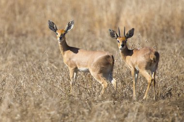 Pair of steenbok walking together in dry grass looking back clipart