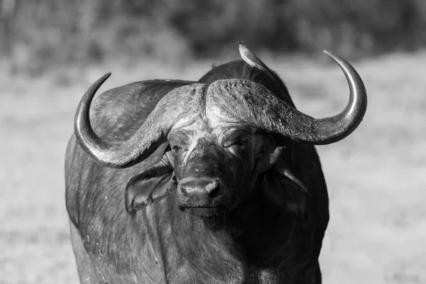 Cape buffalo στέκεται στην ανοικτή αναζήτηση για πιθανό κίνδυνο — Φωτογραφία Αρχείου