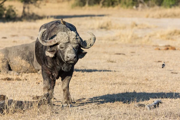 Cape buffalo stojící v otevřené hledání možných nebezpečí — Stock fotografie