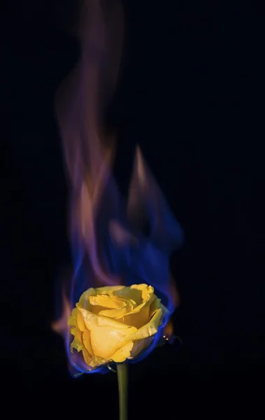 Yellow rose on fire but not burning out with black background — Stock Photo, Image