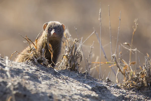 Dwarf mongoose family enjoy safety of their burrow — Stock Photo, Image