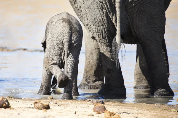 Breeding herd of elephant drinking water at small pond — Stock Photo, Image