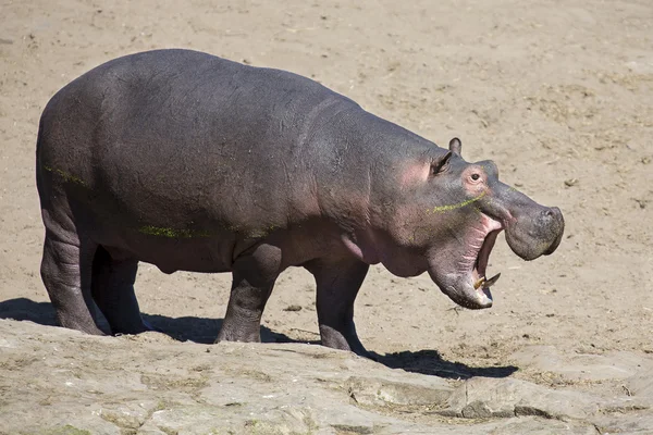 Grote hippo stier lopen op de oever van rivier — Stockfoto