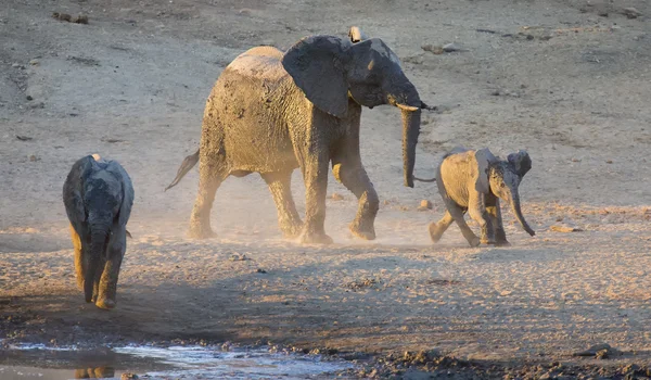 Rebanho de elefantes brincando em água lamacenta com muita diversão — Fotografia de Stock