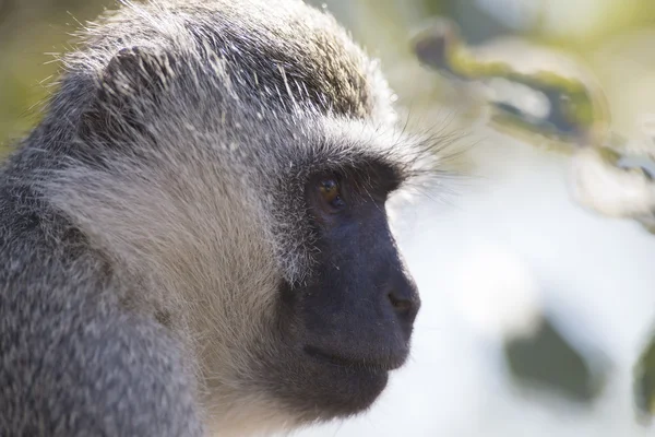 Vervet monkey portrait close up with detail on long facial hair — Stock Photo, Image