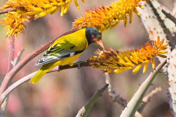 Brist-headed oriole sitter på gula aloe fånga biet — Stockfoto