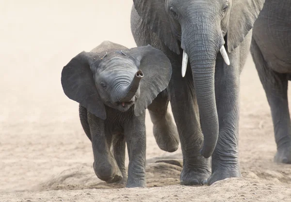 Elefant kalv och mor avgift mot vatten hål — Stockfoto