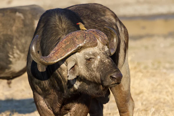 Cape buffalo στέκεται στην ανοικτή αναζήτηση για πιθανό κίνδυνο — Φωτογραφία Αρχείου