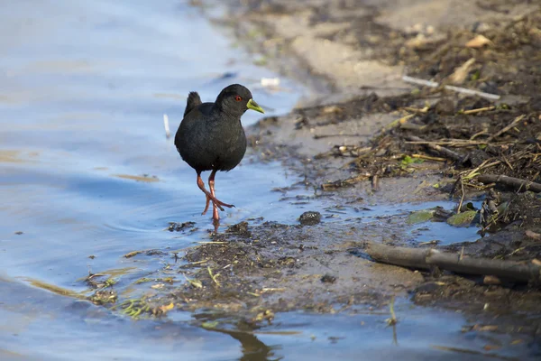 곤충 검색 연못의 가장자리를 따라 걷는 검은 뜸부기 — 스톡 사진