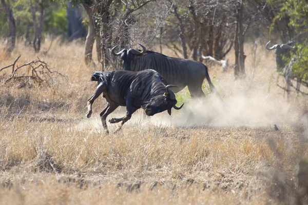 Два синих быка гну борются за господство над стадом. — стоковое фото