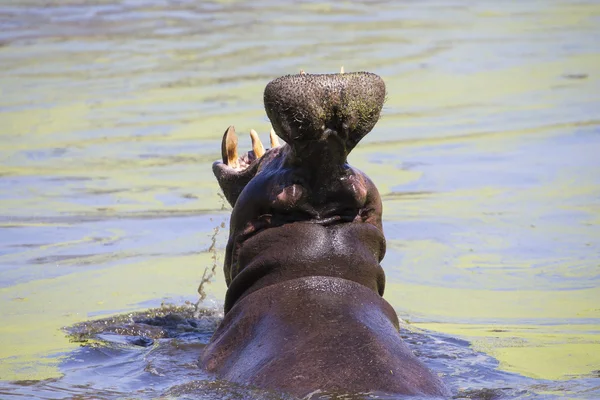 巨大なカバは、敵を怖がらせるために広い口を開く — ストック写真